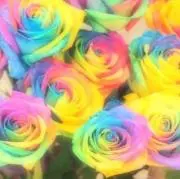 みーこの画像