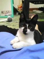 ドラ子の画像
