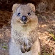 だいちゃんの画像