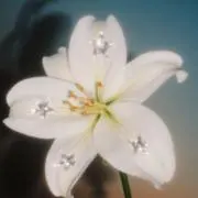 ぽぽぽ