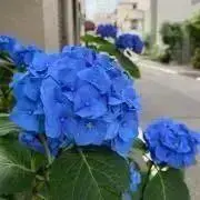 sylvia★プロフ必読の画像