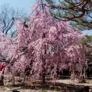 とりたまの画像