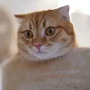 ぽんずの画像