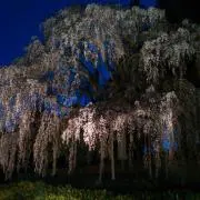 ちゃこーる(値下げは要コメ、依頼スルー)