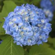 クミルカの画像