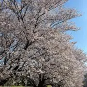 renpapapaの画像
