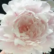 akariの画像