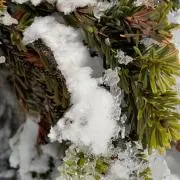 WFの画像