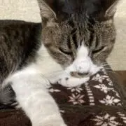 セール開催中！まとめ買い割受付中！ミキ✿の画像