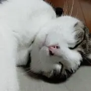 まめおさんの画像