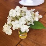 ぬうまるの画像