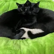 まゆ