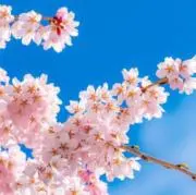 saku*の画像