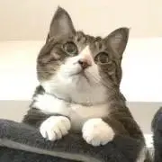 チコさん☆☆☆の画像