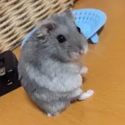 H.Mの画像