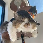 テリー
