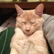 vitoの画像
