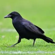 漆黒の翼