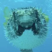 びーびーの画像