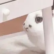 しろちげ