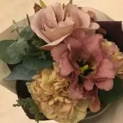 フリージアの画像