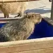 なまくら殿の画像