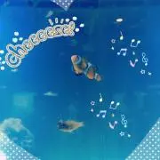 kayaの画像