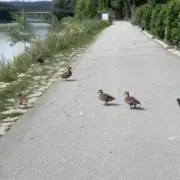 miの画像