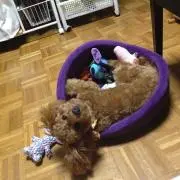 香の画像