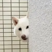 Kの画像