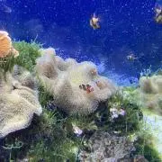 Fumiの画像