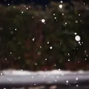 向日葵
