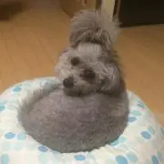 りこぴん