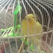 tara