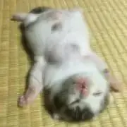 kirakiraの画像
