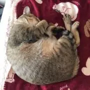 ツバメの画像