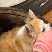 りゅあ