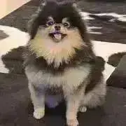 はにの画像