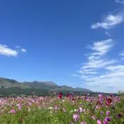 新品美品出品中Mの画像