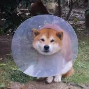 なの画像
