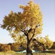 MMCの画像