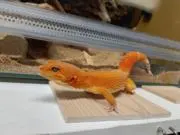 しょーゴジの画像
