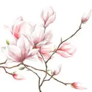 黒崎