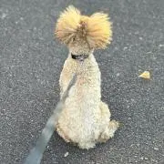 nowel 164の画像