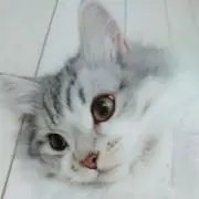 ねこねこ