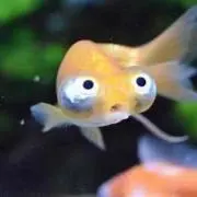 きんぎょ☆プロフ要確認☆