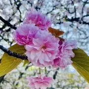 ぴぃの画像