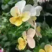 ビオラの画像