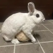 Reユースmamaプロフみてね(u_u)の画像