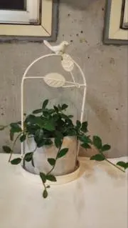 なおの画像